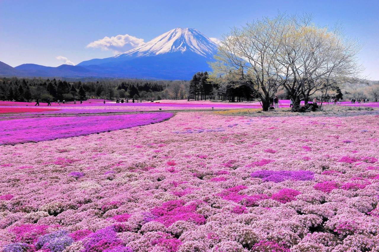Mount Fuji flower festival.