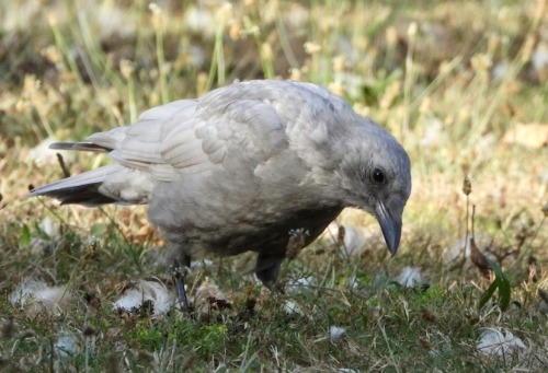 This American Crow Is Found In An Unusual Silver Color Rather Than A Typical Solid Black Due To A Genetic