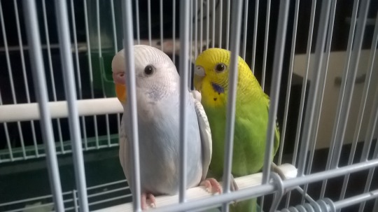 cupcakedrawings:  cupcakedrawings:  cupcakedrawings:  i saw a poor budgie in the smallest cage ive ever seen in a pet store and im this close to going there and buying the little guy  did i say a budgie i meant 2 budgies  theyre adorable   yes