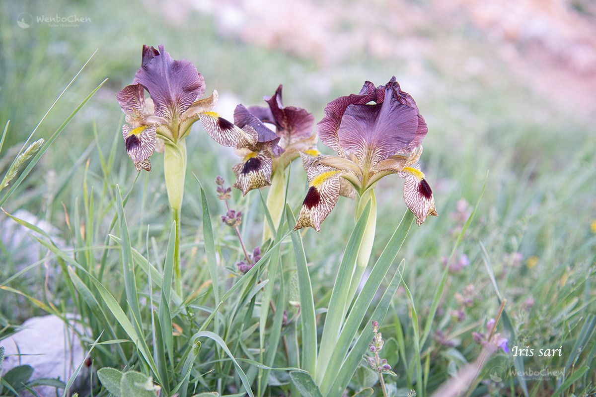 Another beautiful iris from NE Turkey: Iris sari.