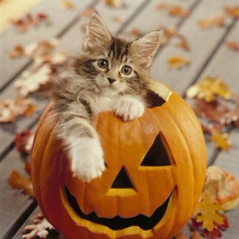 somecutething - Cats inside Pumpkins has got to be my new...