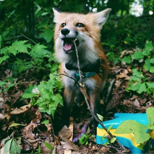 everythingfox:Fox + Stick