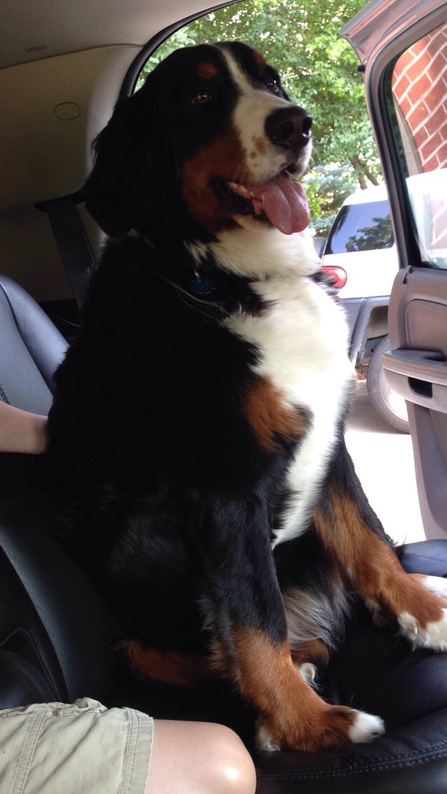 fat-louie:  I can’t deal with how cute my aunt and uncles puppy is