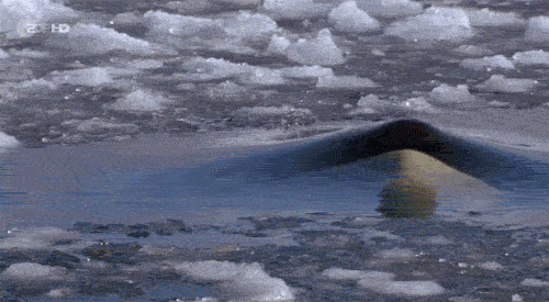 the-ever-so-odious:Orca: “hello friends where’s the party”Penguins: “FUCK SHIT NOT THIS ASSHOLE AGAI