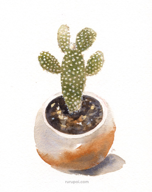 rurupoi: It’s a bunny ear cactus! (Opuntia microdasys)  ⌒(ㅇㅅㅇ)⌒ Process video from sketch