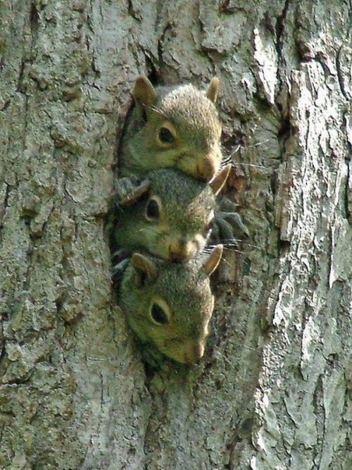 funnywildlife:  funnywildlife: Baby Squirrels!!