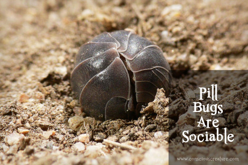 Pill Bugs Are Sociable!Scientists have shown that the gathering of pill bugs in groups is a social p