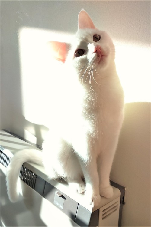 moonymoggy: he’s a pretty boy