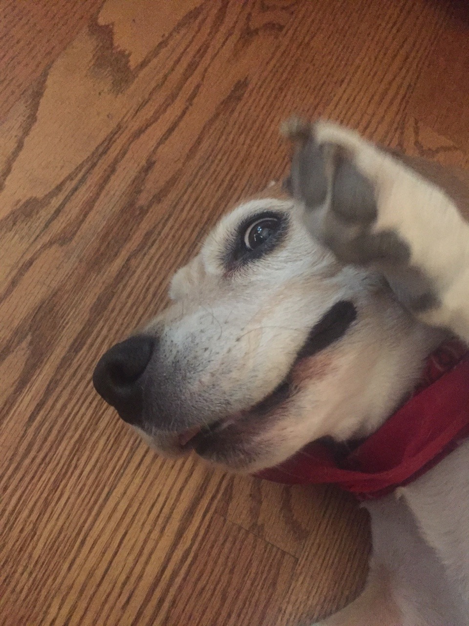 He was sleepin’ so I gave him some belly pats and this is the face he gave me.(justsomeott3r)the