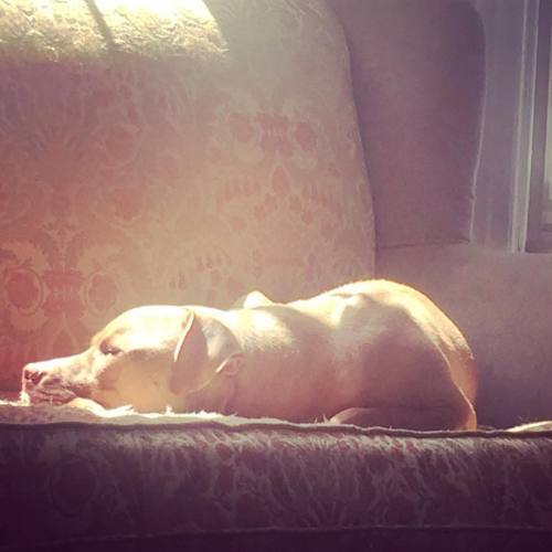 I got home and captured Bernie in full nap mode. #pitbullsofinstagram #pibble #ilovemydog #bernie