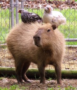 animalssittingoncapybaras:  http://animalssittingoncapybaras.tumblr.com/