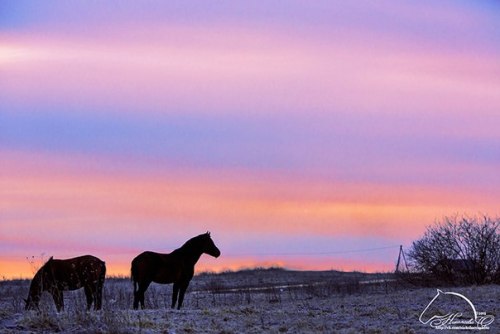 (3) Olesya Nickolaeva is passionate about horses and is very experienced in capturing their glowing 