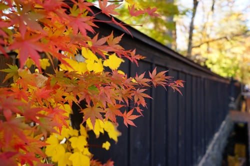 桜もいいけど紅葉の角館も最高でした。