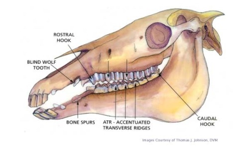 Porn equine-awareness:  Effects of the Bit: Bone photos