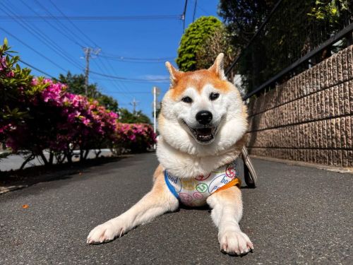 * Long time no see. . 晴れたーーー#shiba#shibainu#glaucomadog#dogislove#uni#unihalo#柴犬うに#柴犬#緑内障#緑内障わんこ