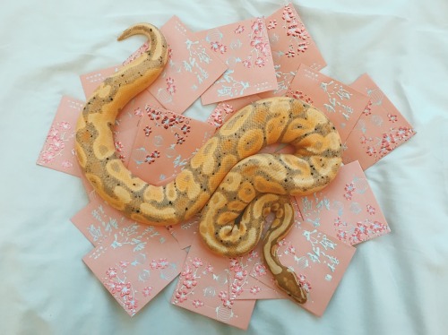 sunsnek: Apollo wishes you all a Happy Lunar New Year! May this year be filled with happiness, heal