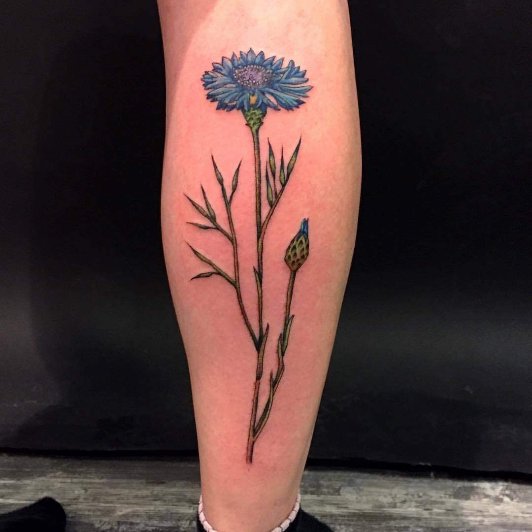 ROODBAARD tattoos and artwork on Tumblr: Fineline cornflower for Bouke done  @pointblanktattoo #weert a few weeks back - - - #finelinetattoo #flower  #traditional...