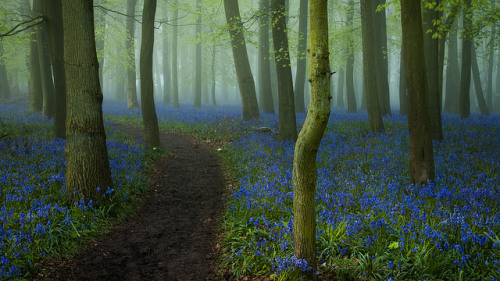 Bluebell Path by hammermad on Flickr.