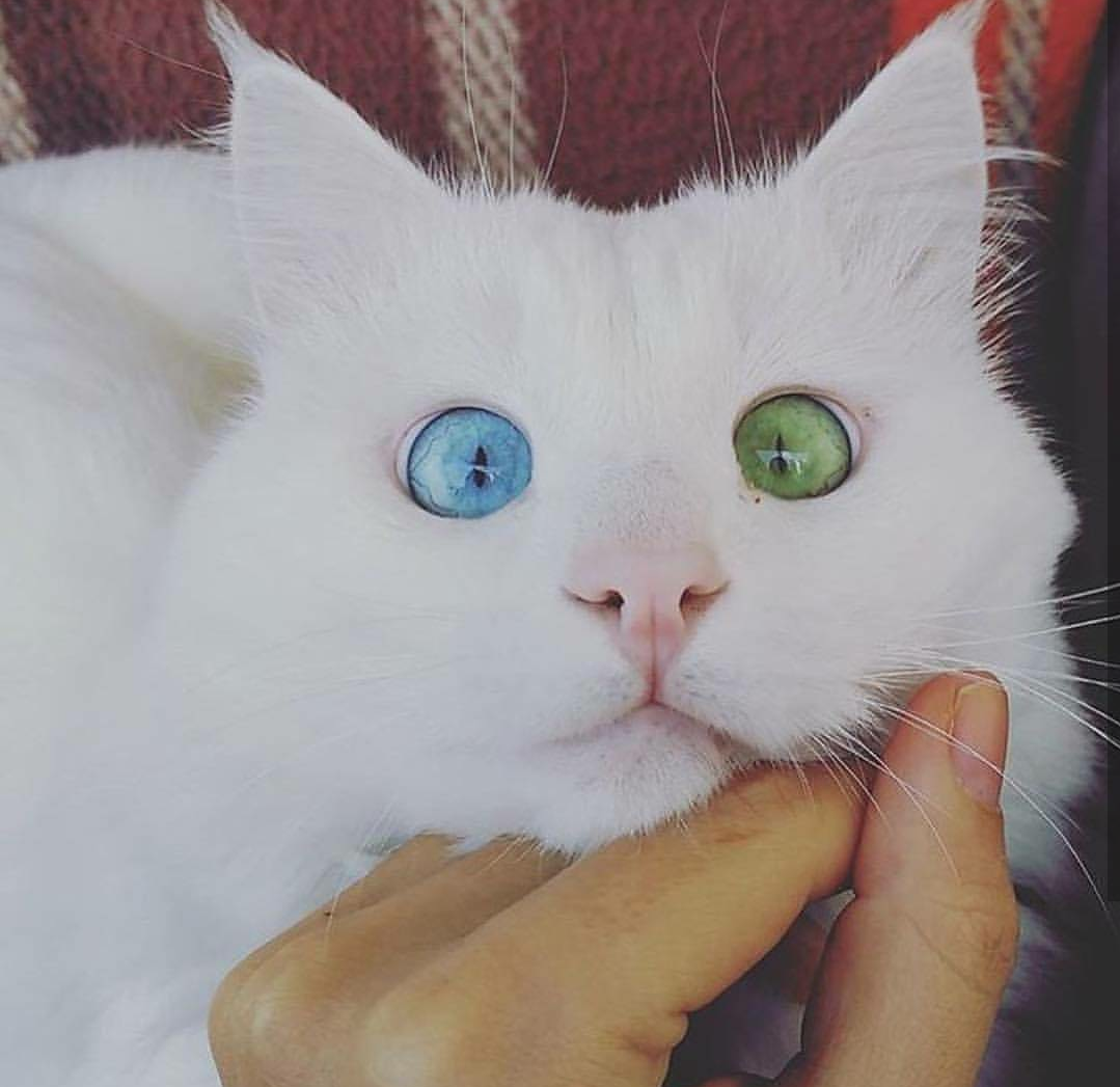 awwww-cute:  Look at those eyes 💙💚 (Source: http://ift.tt/2qDSyAo)
