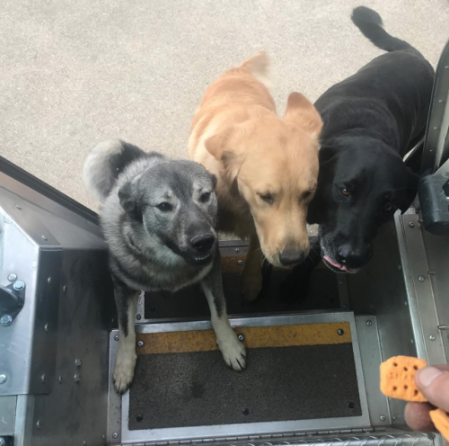 ups-dogs:These three were trying to jump in the truck. Three Oaks MI. Thanks. Cody