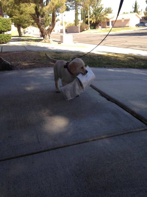 awwww-cute:  It’s a retriever. They retrieve things (Source: http://ift.tt/1MIvPHy) 