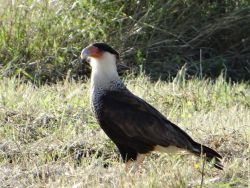 rhamphotheca:  A Northern Caracara (Caracara cheriway) searches for prey in the grass at the edge of the NABA National Butterfly Center in Mission, TX, USA. (via:National Butterfly Center)  I saw one of these last week