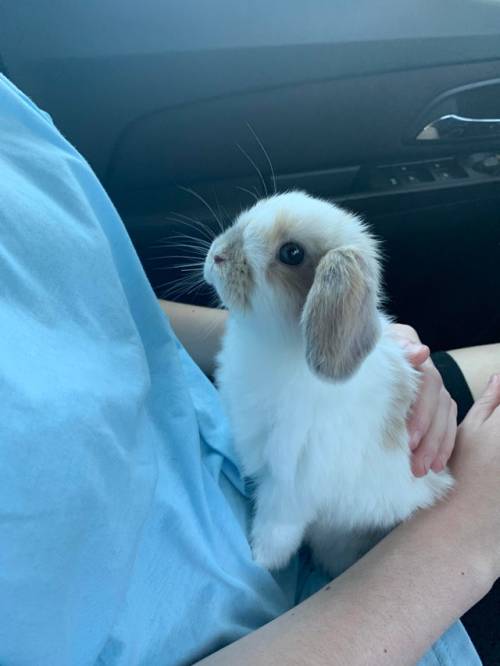 My girlfriend’s new bunny, Korra (via)