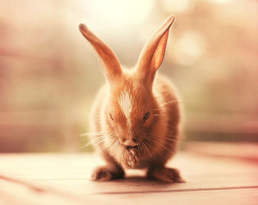 enjoyablee:boredpanda:My Bunnies Are My Models  *HEAVY BREATHIN*