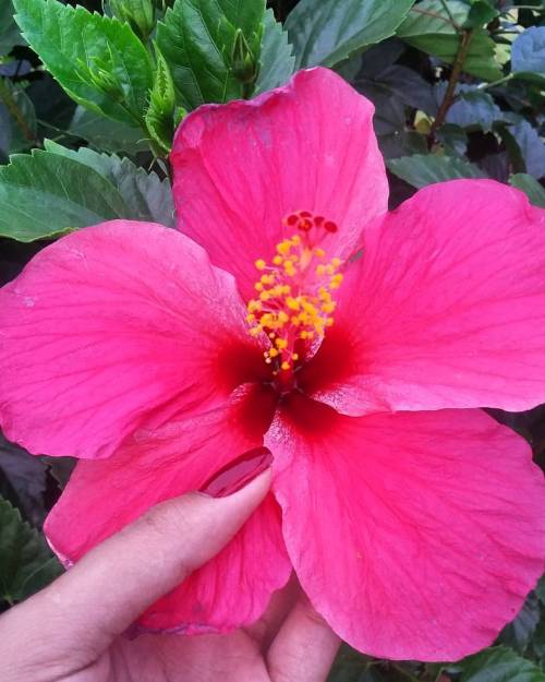 Flores'sendo... #ibisco