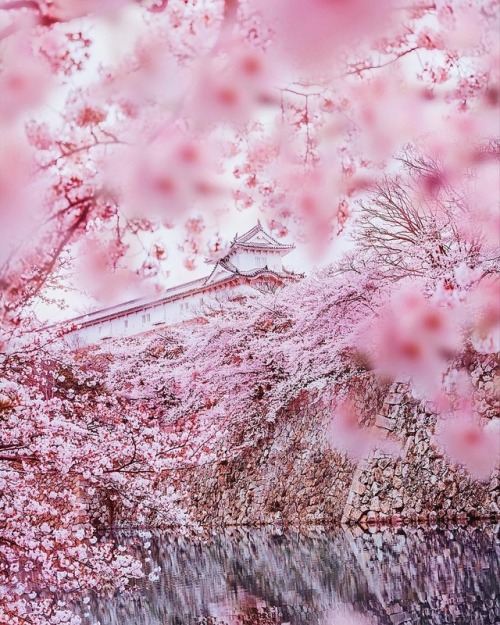 vintagepales2 - Japanese Spring byKristina Makeeva