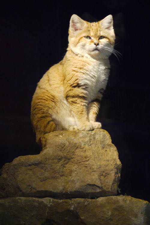 funkysafari:Sand cat by Tanya Durrant