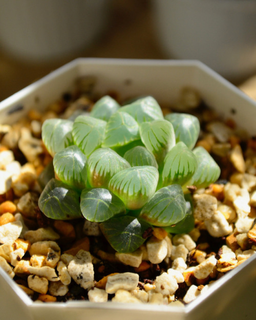 2019.10.17Haworthia obtusaハオルチア オブツーサいつだかもう忘れてしまったけどもう一つ欲しくて買った小さなオブツーサ。少しずつ大きくなってる。