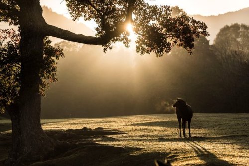 Magical forest encounter, beautiful shots taken in Nara by @v0_0v______mk