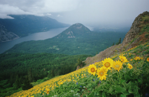 definitelydope:Dog MountainBy Danielle Hughson