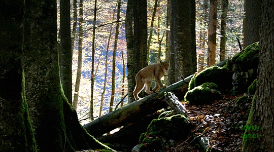 smrkly: Forest of the Lynx