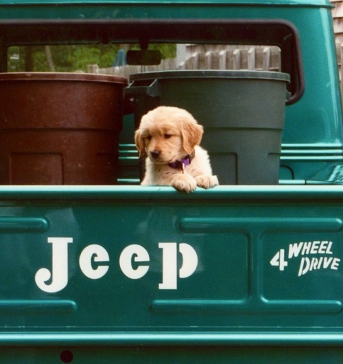 sunnycaribbegirl:Puppy in the jeep