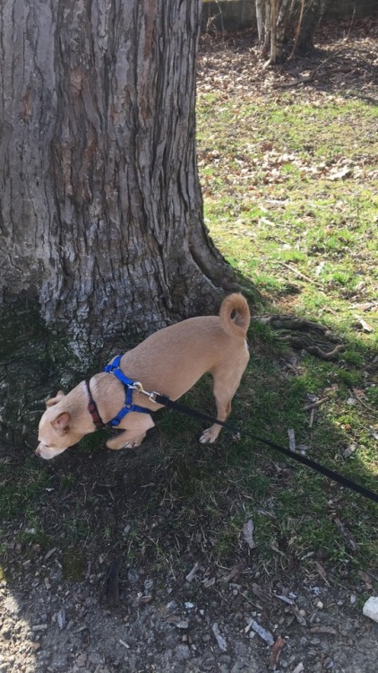 we went hiking a couple weeks ago (when it was actually nice out!) with my best friend and her lab/d