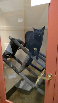 awwww-cute:  The Cat Hotel just sent us this picture of our cat looking guilty