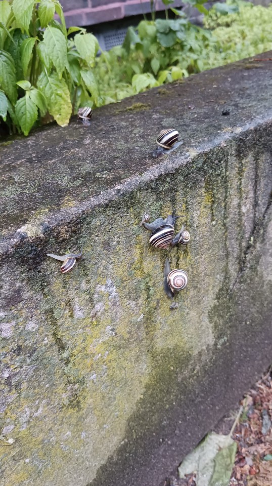 I Saw A Lot Of Snails Today