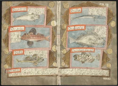 Adriaen Coenen’s Visboek, or Fishbook, explores the curious, the mysterious, the magical and the col