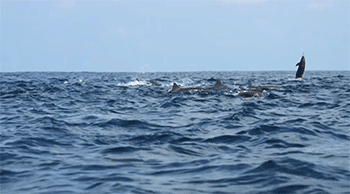 i-am-seawolf:Spinner Dolphins (Spy in the Pod)Spinner dolphins (Stenella longirostris) are very well