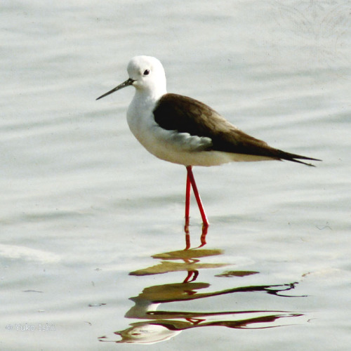  Black-winged Stiltmixed media photography, wax on wood panel © Yuko IshiiAvailable only on artful h