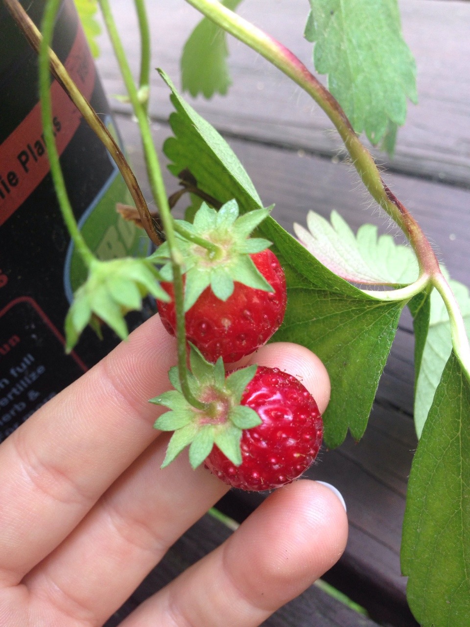 neeglect:  so warm out, and my strawberries are ripe🌱 