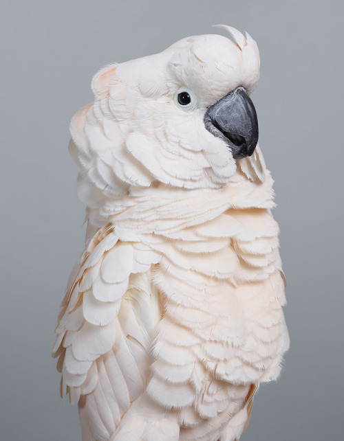 New Feathery Portraits That Peek Inside The Personalities Of Cockatoos And Doves 
