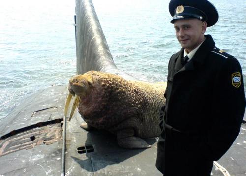 queermobile:hungryghoast:semperannoying:A friendly walrus on a Russian submarine.Love that walruslov