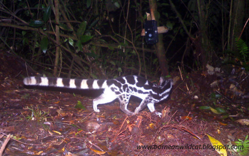 usbdongle: spacexcamp: deermary: The Banded Linsang (Prionodon linsang), or “tiger-civet&rdquo