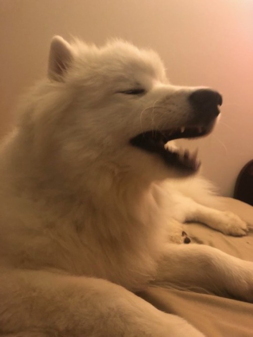 neothesamoyed:b i g  y a w n