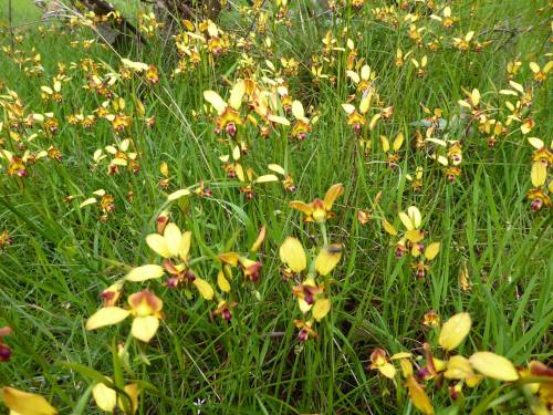 Diuris orientis, in situ, Wallan, Victoria, Australia.Orchidaceae: Diurideae.By Bruce Schroder&