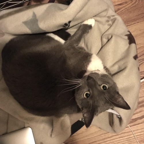 veliseraptor:it’s a cat update!! because this pretty girl