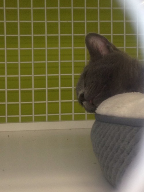 I spotted the smallest blep at the pet store today(submitted by @pixalysparkelz)